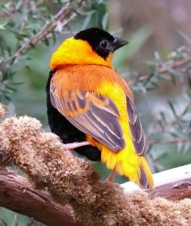 Orange Bishop Weaver finch